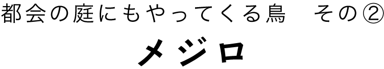 都会の庭にもやってくる鳥その１シジュウカラ