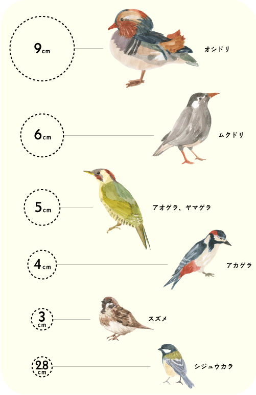 9cmオシドリ、6cmムクドリ、5cmアオゲラ、ヤマゲラ、4cmアカゲラ、3cmスズメ、2.8cmシジュウカラ