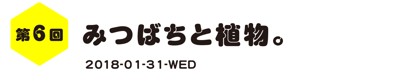 第６回　みつばちと植物。