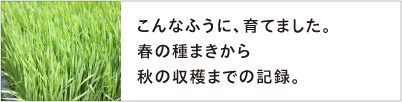 こんなふうに、育てました。春の種まきから秋の収穫までの記録。