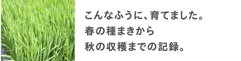 こんなふうに、育てました。春の種まきから秋の収穫までの記録。