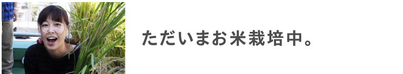 ただいまお米栽培中。