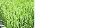 こんなふうに、育てました。春の種まきから秋の収穫までの記録。