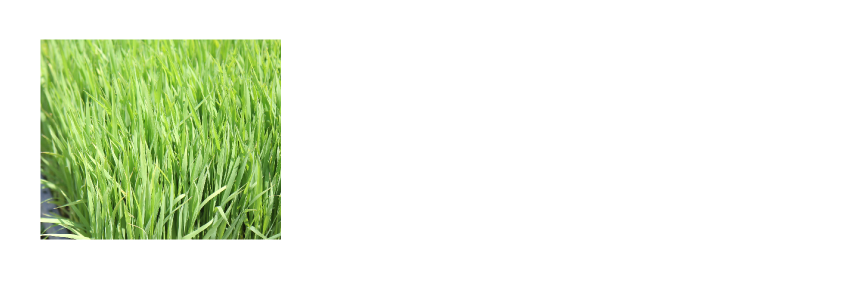 こんなふうに、育てました。春の種まきから秋の収穫までの記録。