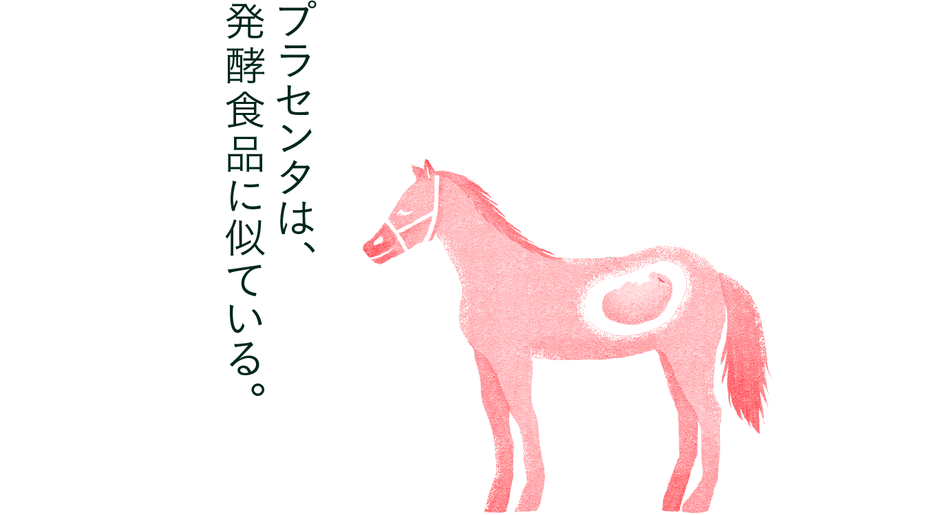 プラセンタは、発酵食品に似ている。