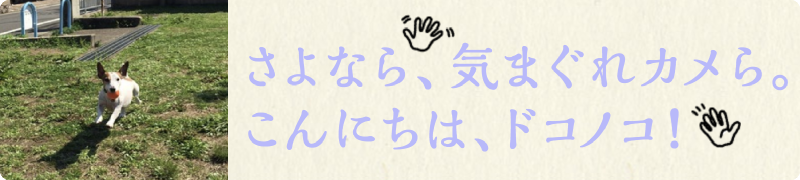 さよなら気まぐれカメら、こんにちはドコノコ。