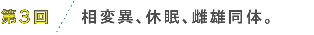 第3回　相変異、休眠、雌雄同体。