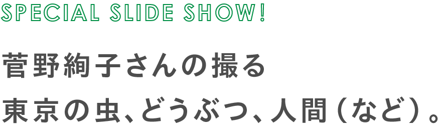 SPECIAL SLIDE SHOW！菅野絢子さんの撮る東京の虫、どうぶつ、人間（など）。