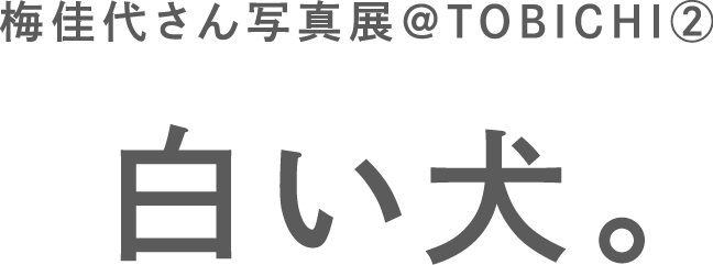 梅佳代さん写真展＠TOBICHI② 白い犬。