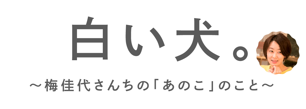 白い犬。梅佳代さんちの「あのこ」のこと。