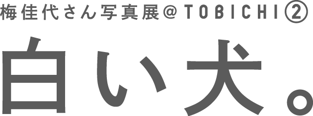 梅佳代さん写真展＠TOBICHI② 白い犬。
